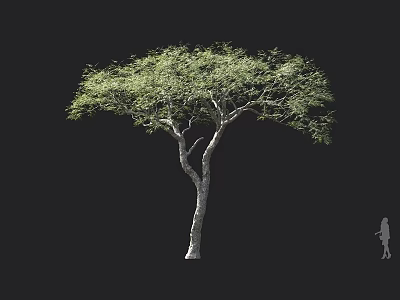 Leafy Green Arbor Featuring Slender Trunk Forked Branches And Human Figure For Scale 3d model