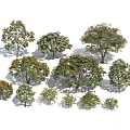 Different Types of Arbor Trees with Various Sizes Green Leaves and Orange Flowers