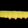 Detailed View of Yellow Caterpillar with Green Spots on Black Background