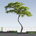 Tall Arbor With Curved Trunk And Green Leaves Against Blue Sky And White Wall