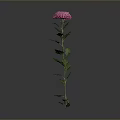 Beautiful Pink Chrysanthemum Plant with Green Stem and Fresh Leaves on Gray Background