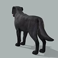 Realistic Black Labrador Dog Standing On Gray Background With Tongue Out
