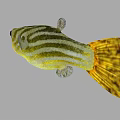 Green and Yellow Striped Puffer Fish in Marine Habitat with Big Eyes
