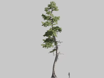 Tall Arbor Featuring Lush Green Foliage Thick Trunk And Human Figure For Scale 3d model