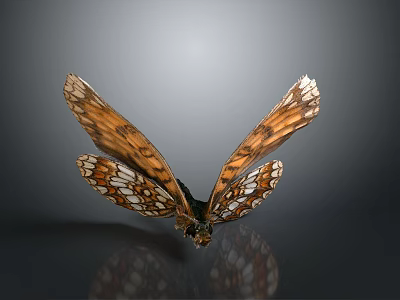 Vibrant Orange And White Patterned Butterfly Wings On Gray Background With Reflection 3d model