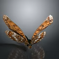 Vibrant Orange And White Patterned Butterfly Wings On Gray Background With Reflection