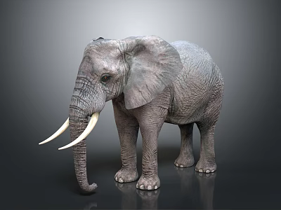 Gray Elephant with Large Ears Long Trunk White Tusks in Studio Dark Background 3d model