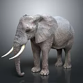 Gray Elephant with Large Ears Long Trunk White Tusks in Studio Dark Background 3d model