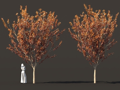 autumn plants fruit trees street trees garden landscape trees solitary tree planting model