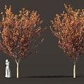 autumn plants fruit trees street trees garden landscape trees solitary tree planting 3d model