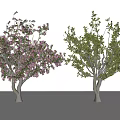 Outdoor Ornamental Arbor Trees With Pink Blossoms And Lush Green Foliage For Landscaping