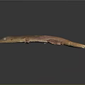 Brown Gecko With Long Body Visible Eyes And Small Limbs On Gray Gradient Background
