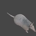 Realistic Armadillo With Hard Armored Shell And Scaly Texture On Pink Background 3d model