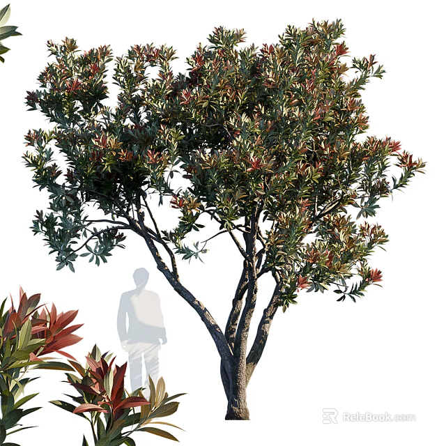 Ornamental Garden Tree With Red And Green Foliage In Landscape Design Near Silhouette Figure 3d model 