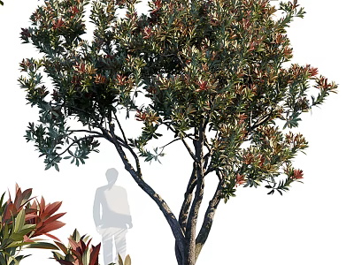 Ornamental Garden Tree With Red And Green Foliage In Landscape Design Near Silhouette Figure 3d model