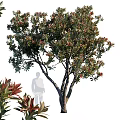 Ornamental Garden Tree With Red And Green Foliage In Landscape Design Near Silhouette Figure
