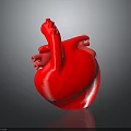 Red 3D Rendered Human Heart Model With Glossy Texture On Dark Background 3d model