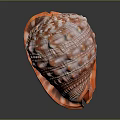 Orange And White Conch With Spiral Shell Shiny Surface And Detailed Texture On Dark Background
