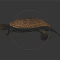 Detailed Realistic Brown Shell Turtle With Sharp Claws On Dark Background 3d model