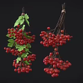 Fresh Red Berries with Green Leaves Hanging on Black Background