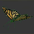 Vibrant Monarch Butterfly With Orange And Black Patterned Wings On Gray Background