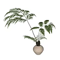 Potted Bonsai Fern with Lush Feathery Fronds and Slender Stems in White Geometric Pot