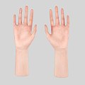 Palm Arm Man Hand Limb Small Hand Finger Woman Hand 3d model