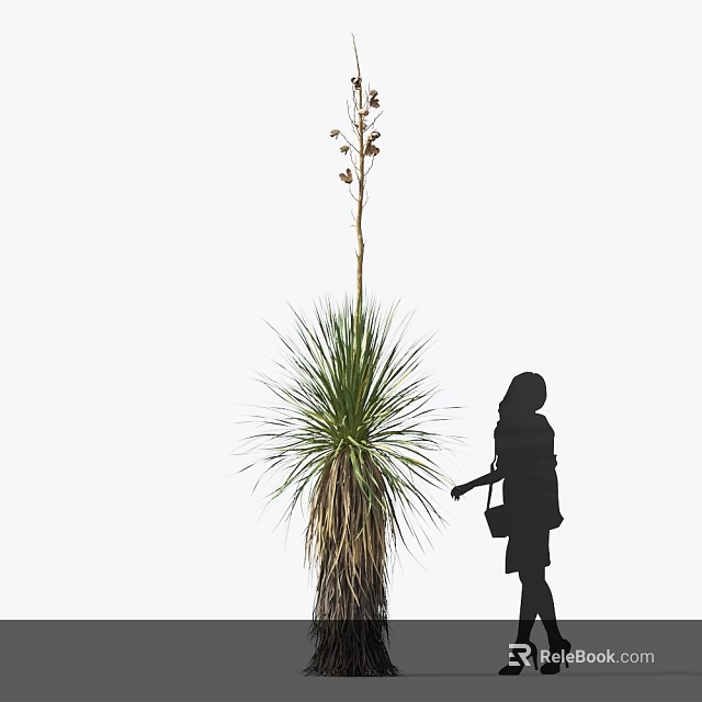 Tall Grass Plant With Slender Stem And Woman Silhouette Observing On White Background 3d model 