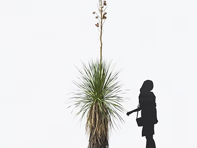 Tall Grass Plant With Slender Stem And Woman Silhouette Observing On White Background 3d model