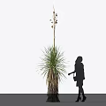 Tall Grass Plant With Slender Stem And Woman Silhouette Observing On White Background