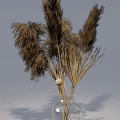 Minimalist Transparent Glass Vase With Dried Pampas Grass Reeds Home Decor