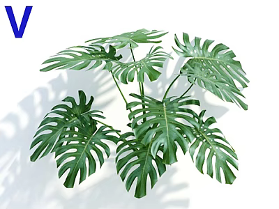 Lush Green Monstera Potted Plant with Large Split Leaves and Natural Shadow 3d model