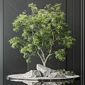 Stylish Garden Ornament With Small Tree Rocks Gravel On Tray Against Dark Striped Wall