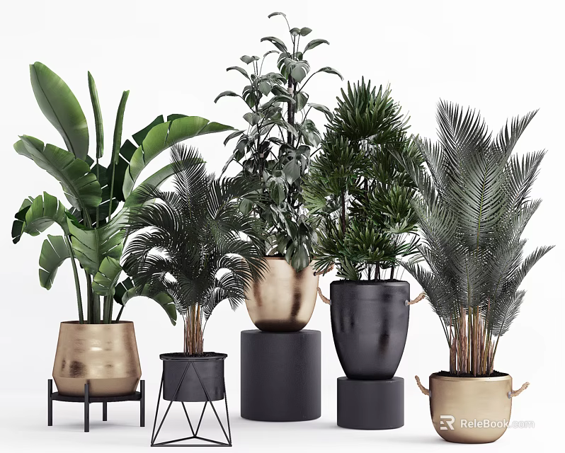 Various Stylish Indoor Potted Plants With Gold And Black Pots On Stands 3d model 