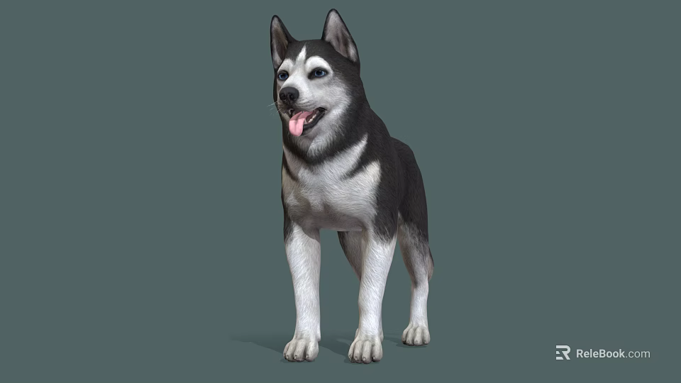 Cute Black And White Siberian Husky Standing With Tongue Out On Gray Background 3d model 