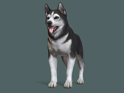 Cute Black And White Siberian Husky Standing With Tongue Out On Gray Background 3d model
