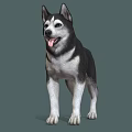 Cute Black And White Siberian Husky Standing With Tongue Out On Gray Background