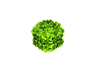 Fresh Green Lettuce Ball With Vibrant Leaves For Healthy Diets 3d model