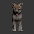 Curious Gray Puppy Standing On Black Reflective Surface With Alert Expression 3d model