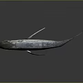 Silver Fish With Shiny Scales And Distinct Fins On Reflective Surface