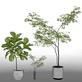 Indoor Bonsai Potted Plants With Various Green Foliage And White Ceramic Pots