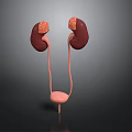 Detailed 3D Anatomical Model Of Human Kidneys Ureters And Bladder Structure