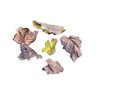 Withered Brown And Yellow Dried Leaves With Irregular Shapes On White 3d model