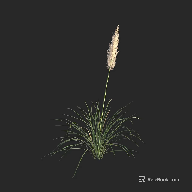 Ornamental Grass Plant With White Feathery Flower Spike Long Slender Green Leaves Against Black Background 3d model 