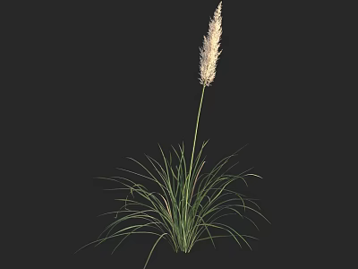 Ornamental Grass Plant With White Feathery Flower Spike Long Slender Green Leaves Against Black Background 3d model