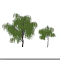Two Weeping Willow Trees With Green Hanging Branches And Shadows On Gray Background