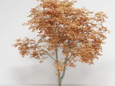 Tall Arbor With Orange Autumn Leaves And Dense Foliage On White Background 3d model