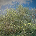 Lush Green Bushes With Bright Yellow Flowers Growing In Grassland Under Blue Sky