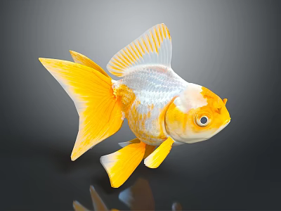 Beautiful Bright Yellow And White Goldfish With Flowing Fins And Tail As Aquatic Animal 3d model