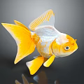 Beautiful Bright Yellow And White Goldfish With Flowing Fins And Tail As Aquatic Animal